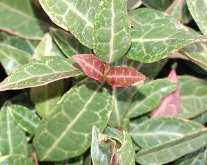 Trachelospermum asiaticum 'Tricolor'