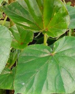 Begonia cyatophora Poepping & Endlicher