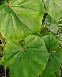 Begonia BU331