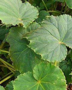 Begonia plebeja