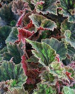 Begonia 'Othello'