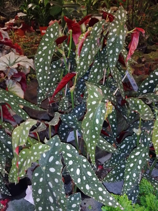 Begonia maculata 'Forellen'