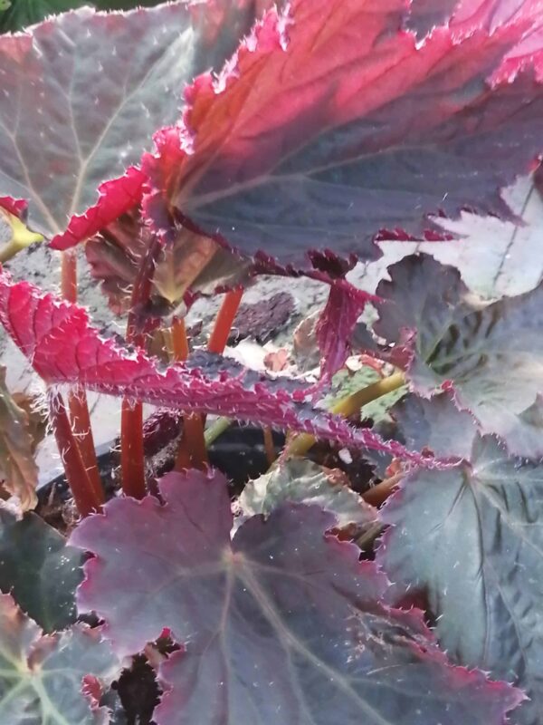 Begonia Royal Velour