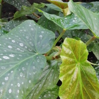 Begonia Di-Anna 1