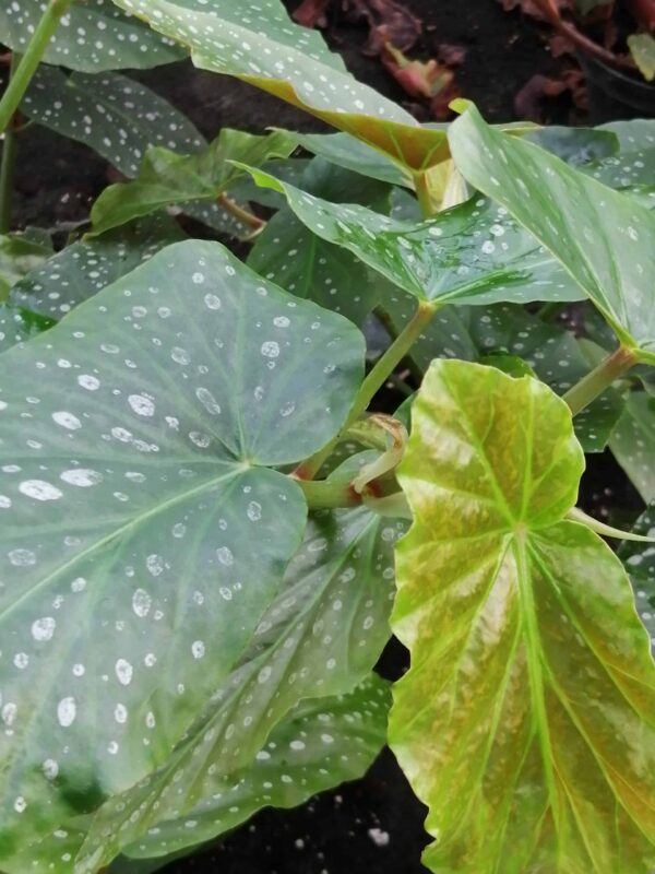 Begonia Di-Anna 1