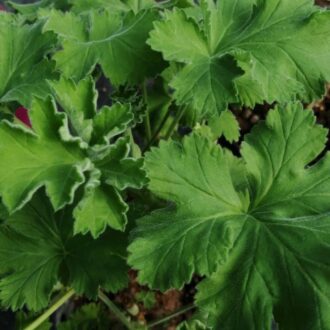 Pelargonium Aurore Unique