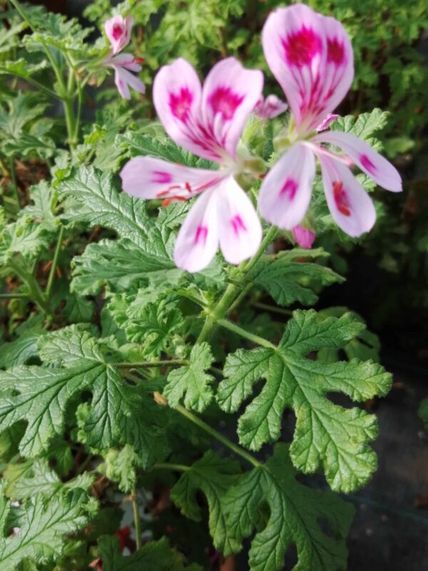 Pelargonium Fair Ellen