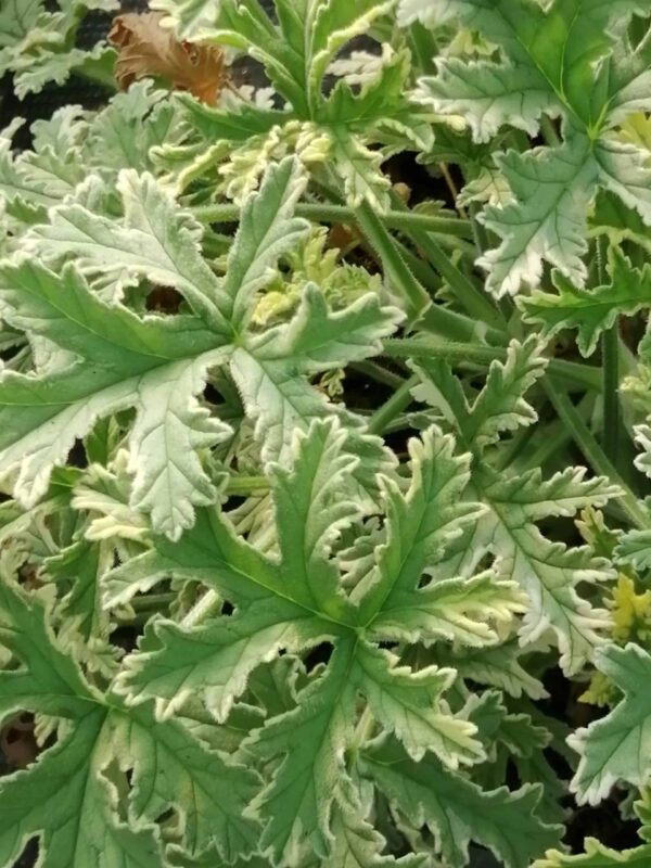 Pelargonium Grey Lady Plymouth