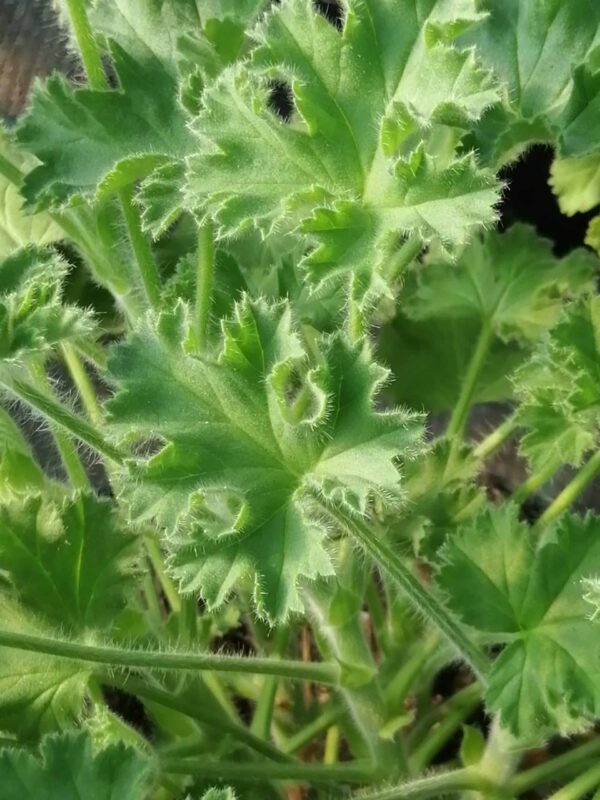 Pelargonium Pink Capitatum