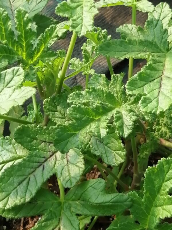 Pelargonium quercifolium