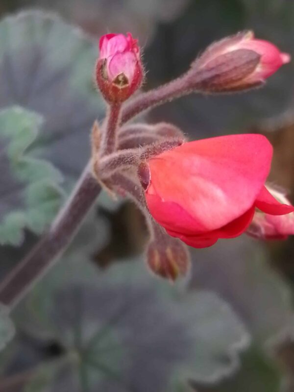 Pelargonium Wallis Friesdorf