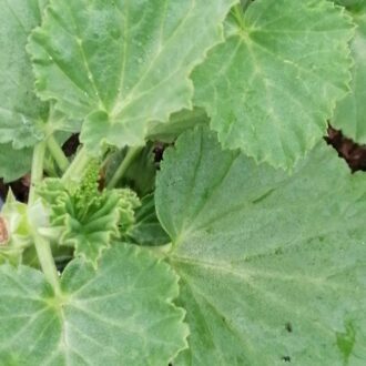 Pelargonium betulinum