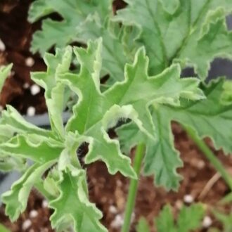 Pelargonium dasyphyllum