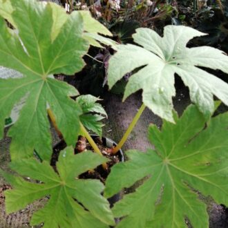 Begonia sp. China