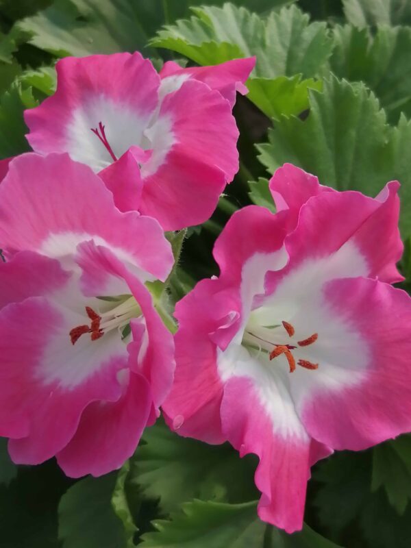 Pelargonium x grandiflorum Melva
