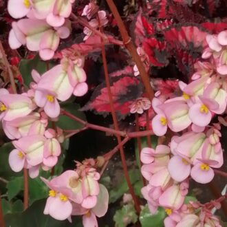 Begonia Prince
