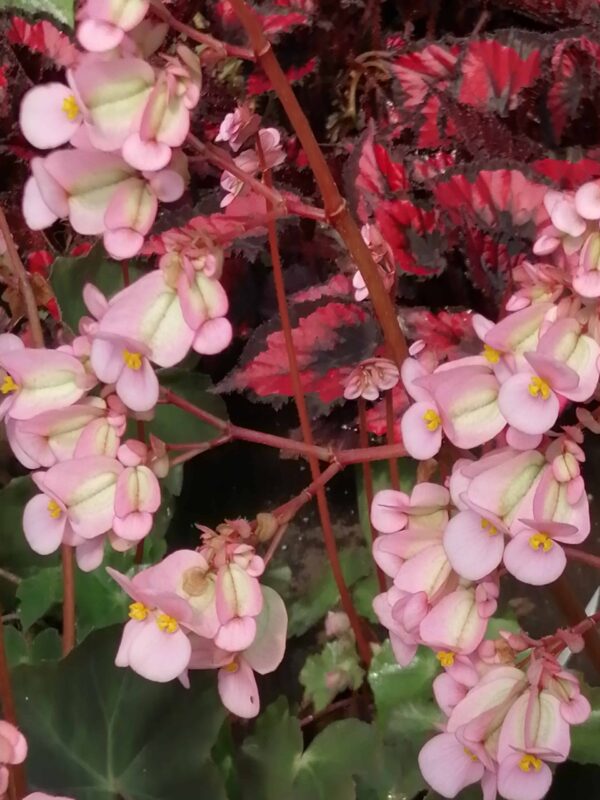 Begonia Prince