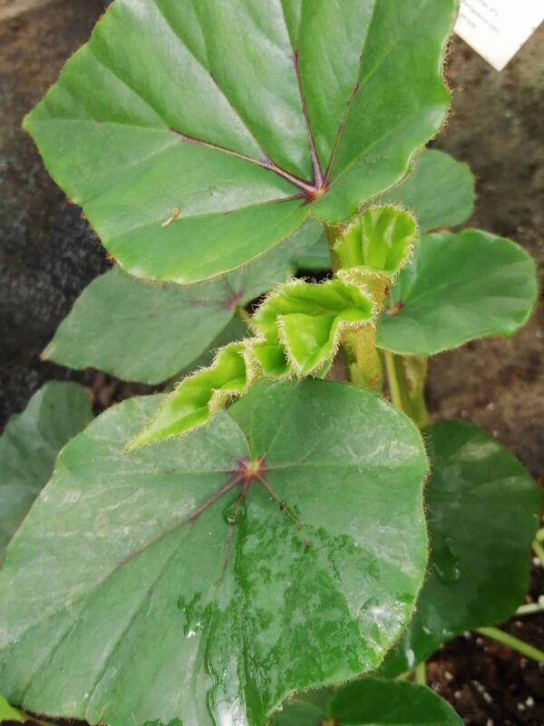 Begonia cyathophora