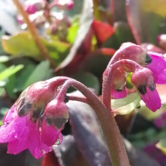 Bergenia Eroika