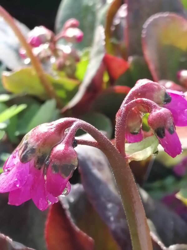 Bergenia Eroika