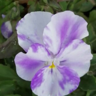 Viola Columbine