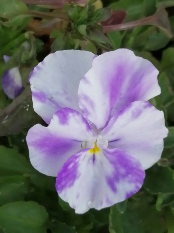 Viola Columbine