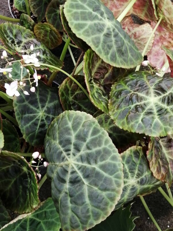 Begonia goegoensis , N.E. Brown