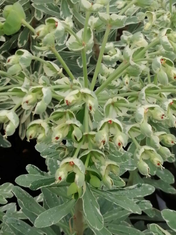 Euphorbia characias Silver Swan(R)