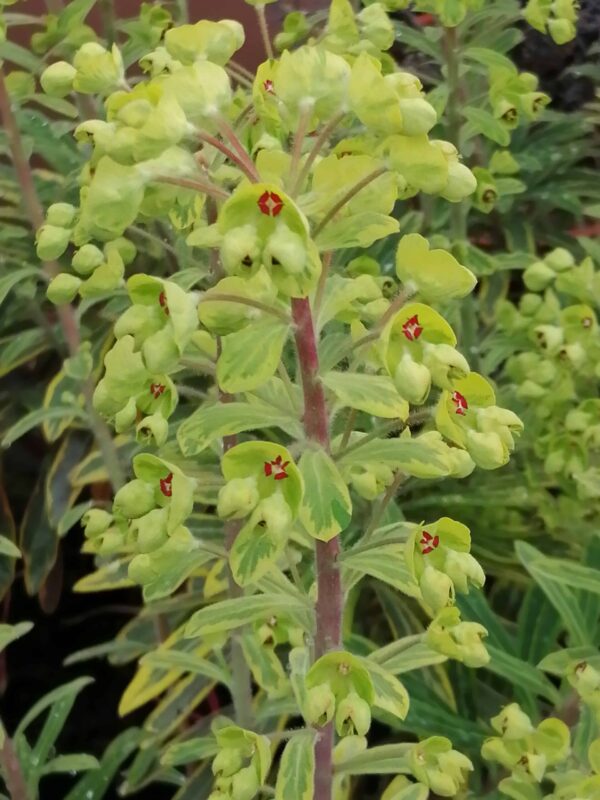 Euphorbia x martinii Ascot Rainbow (R)