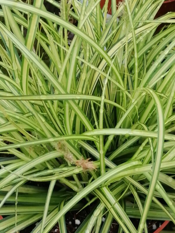 Carex oshimensis Eversheen