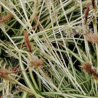 Carex oshimensis Evergold