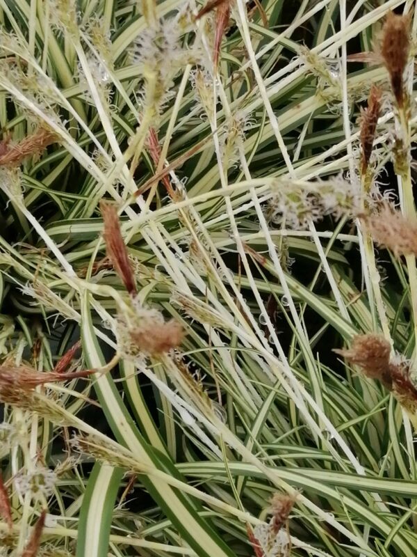 Carex oshimensis Evergold