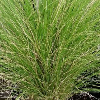 Stipa tenuissima Pony Tails
