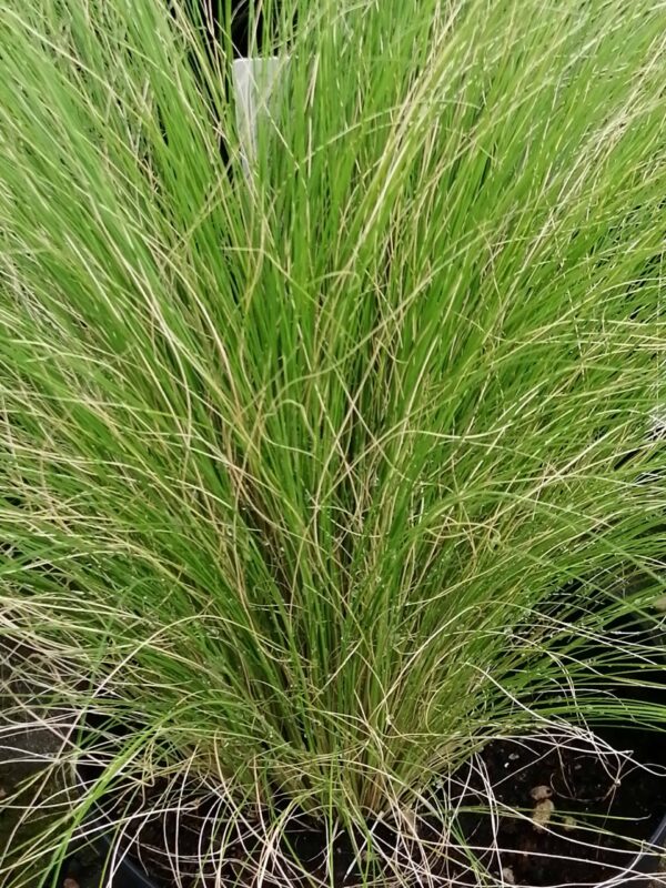 Stipa tenuissima Pony Tails