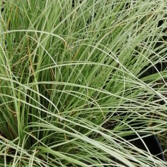 Carex comans Frosted Curls