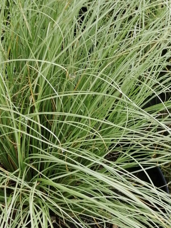Carex comans Frosted Curls