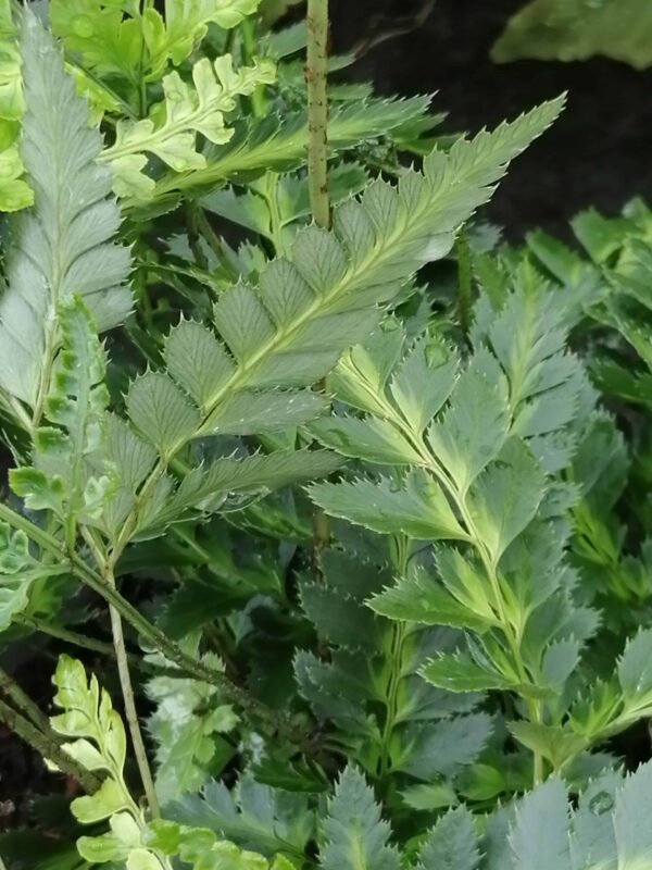 Arachnoides aristata Veriegata