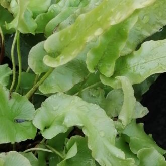 Asplenium scolopendrium, Phyllitis scolopendrium