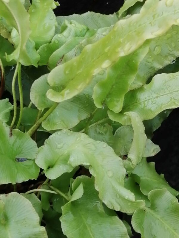 Asplenium scolopendrium, Phyllitis scolopendrium