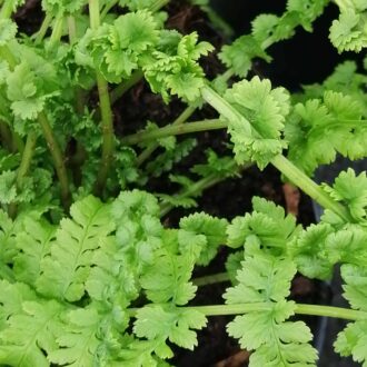 Athyrium filix-femina Frizelliae