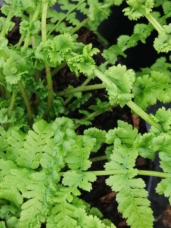Athyrium filix-femina Frizelliae
