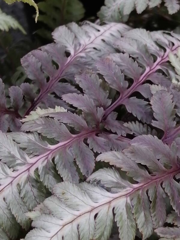 Athyrium niponicum var. pictum Metallicum