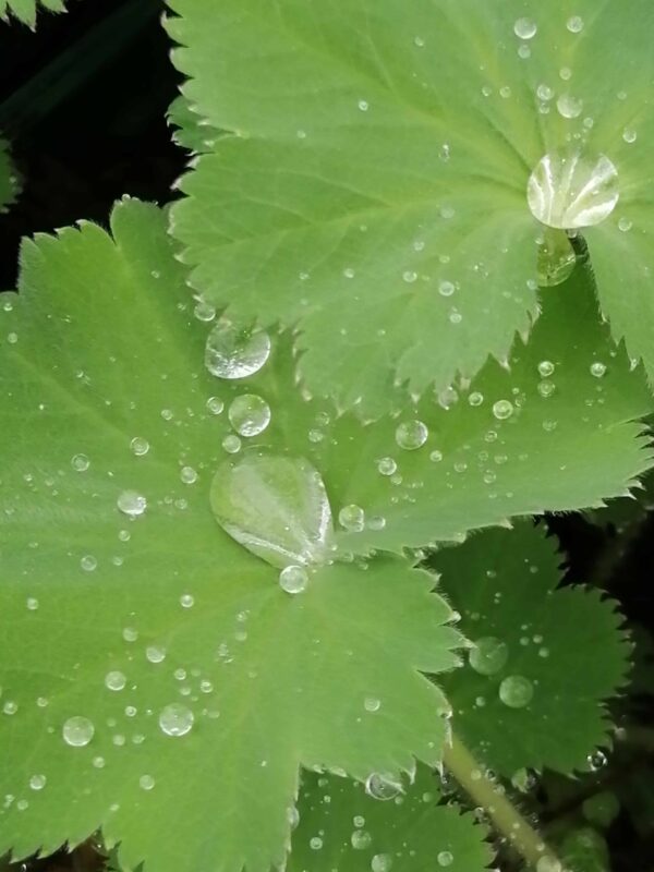 Alchemilla mollis