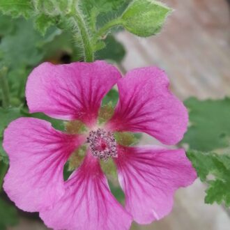 Anisodonthea scabrosa