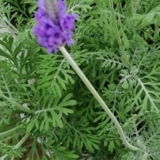 Verbena aristata