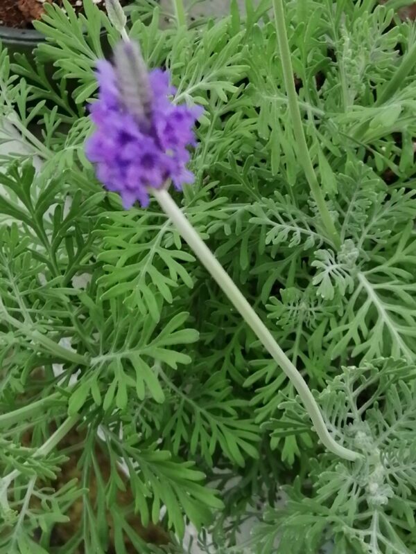 Verbena aristata