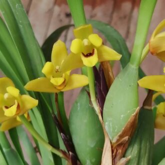 Maxillaria variabilis