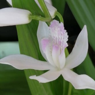 Bletilla striata Alba