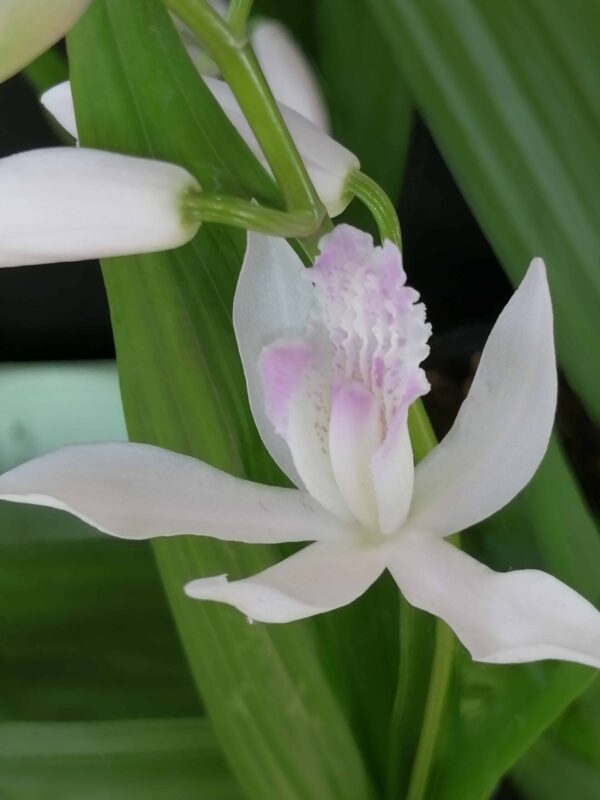 Bletilla striata Alba