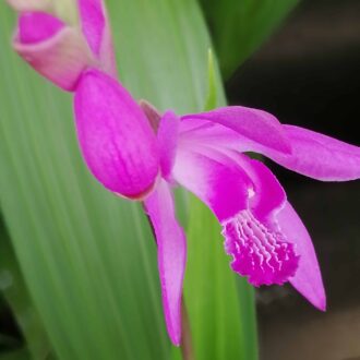 Bletilla striata